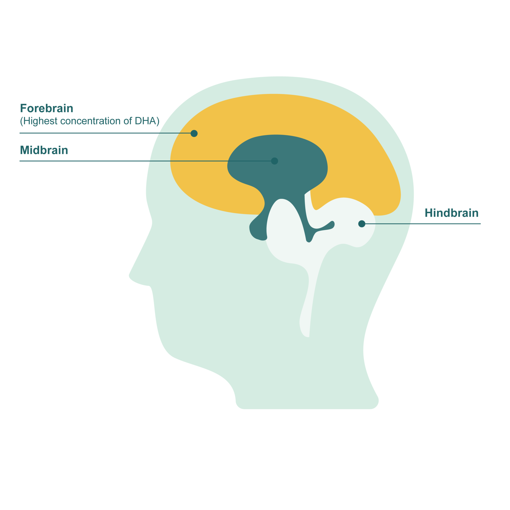 Beneficios del DHA en Omega 3 para el cerebro Möller’s